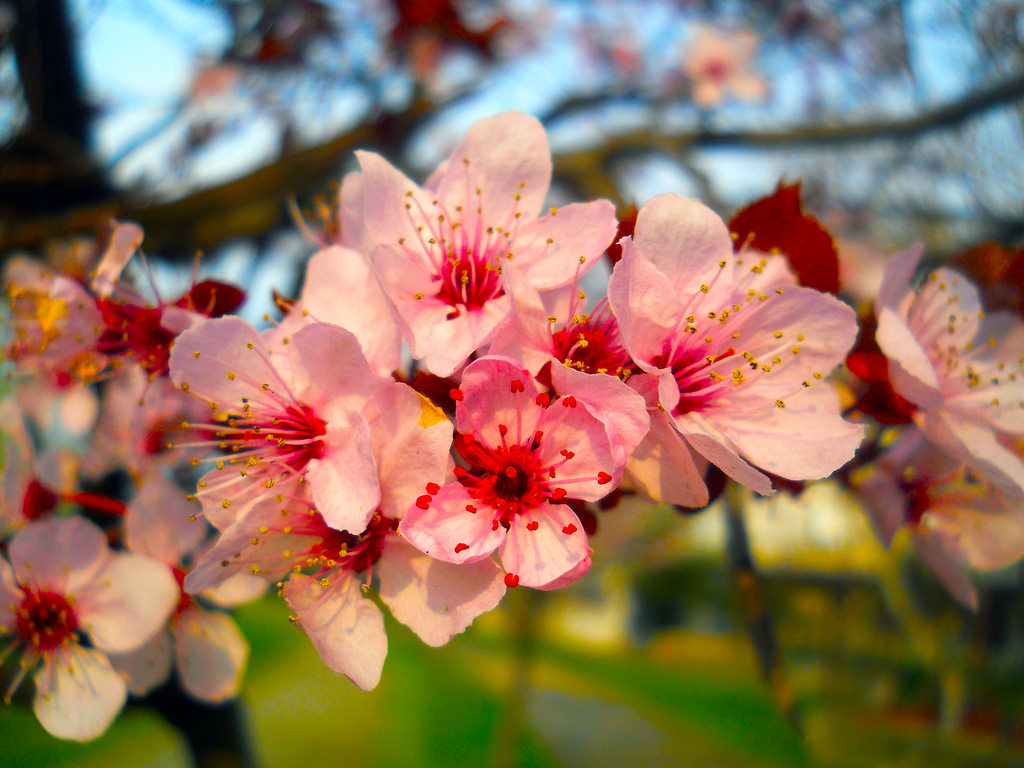 spring blossoms – Echoes in the Mist
